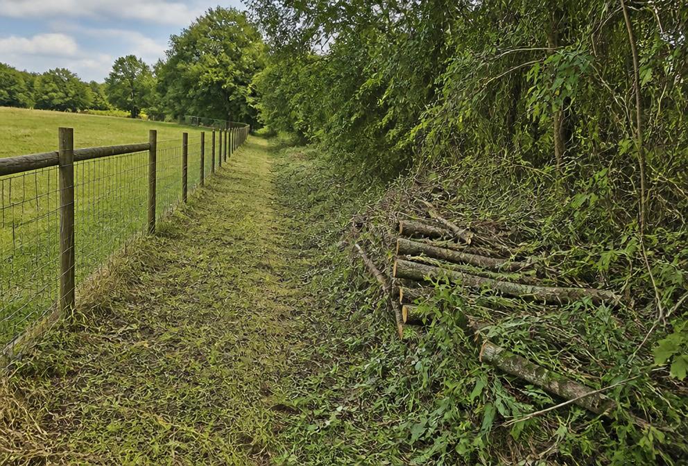 Brush & overgrowth on a rural Kentucky property